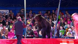 Dogs Bears Monkeys Animals Sirk Circus Show