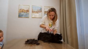 Стрижка кота в домашних условиях