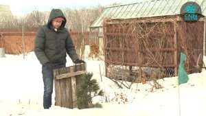Весенние работы в саду. Советы агронома
