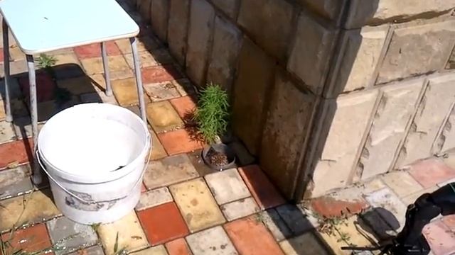 Спасение ёжика. Выманивание ёжика из трубы. 4 смотреть онлайн