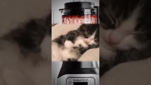 so sad about cat blender ? #grow #account #cat#?