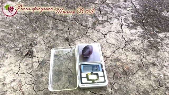 Каталония урожая 2018 смотреть онлайн