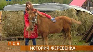 В Перми спасли жеребенка, который находился на волосок от гибели