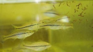 Басс - большеротый окунь в аквариуеме