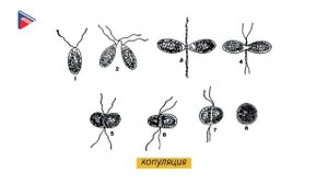 5 класс - Биология - Царство протисты. Подцарство одноклеточные