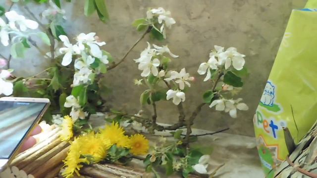 #ХОМЯК ЦВЕТОЧНЫЙ ЭЛЬФ СПАЙКИ#ВЕСХОМЯЧКА СПАЙКИ#ХОМКИ ПАПА#ПИТОМНИКМАРИМИСТИК#хомякипесчанкигрызуны
