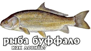 Как на что и где ловить рыбу буффало? Где обитает рыба буффало в России.