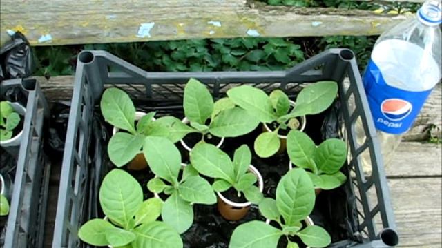 Высадка табака в открытый грунт. Керчь, 2019. смотреть онлайн