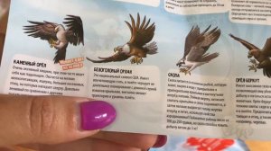 Хищные птицы 🦅 от ДеАгостини 💥Открываем сюрпризы DeAGOSTINI❓