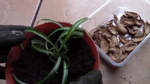 Хлорофитум.  Как размножить хлорофитум кудрявый Бонни?!