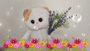 Очень милое и весёлое поздравление от кошечки Лили с днём рождения