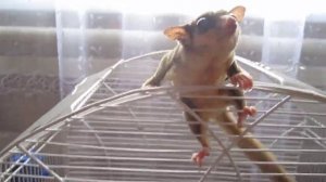 Сахарный поссум бесится)