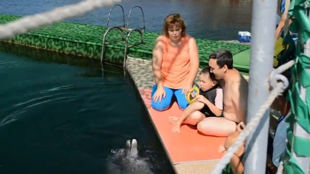 Как проходит дельфинотерапия смотреть онлайн