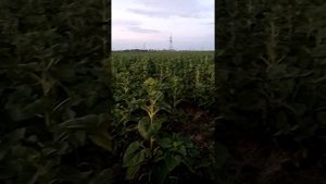 Посев посевным комплексом Кузбасс А анкерными лапами 2021г. Подсолнуха НХС 496 и 498.