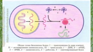 Биология 10 кл Проф уровень §23 Биосинтез белка
