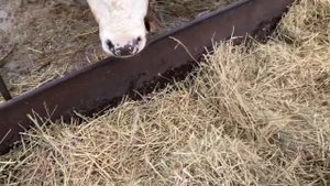 КРС.Уличное содержание зимой. Коровий перекус...