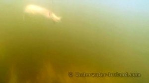 Pike attack Salmo underwater. Fishing with lures hard-baits / strikes. Рыбалка щука атакует воблер.
