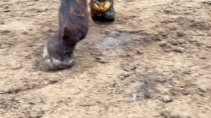 修驴蹄:驴蹄弯曲溃烂生蛆着虫,撕心疼痛不走路,师傅耐心修剪治疗真暖心!【河北小辉姐】