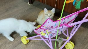 Котёнок Лиза сорвал листья с растения и котята начали с ним играть.