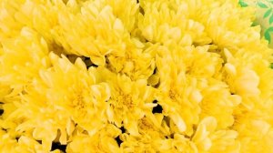 Обзор букета из 25 желтых кустовых хризантем в упаковке