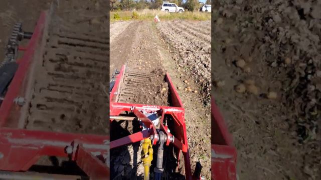 Сбор картофеля приморье 2022 года Лучегорск смотреть онлайн