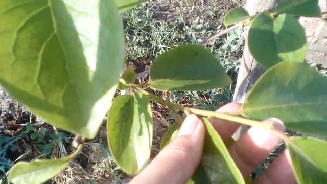 ХУРМА, зеленое формирование дерева смотреть онлайн