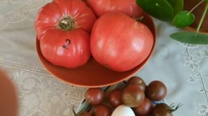 Правильный выбор: сорта томатов, которые не болеют