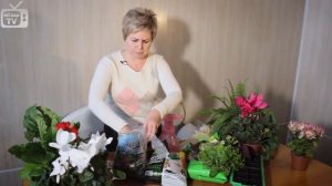 Свежая петрушка на подоконнике. Выращиваем петрушку и базелик круглый год.