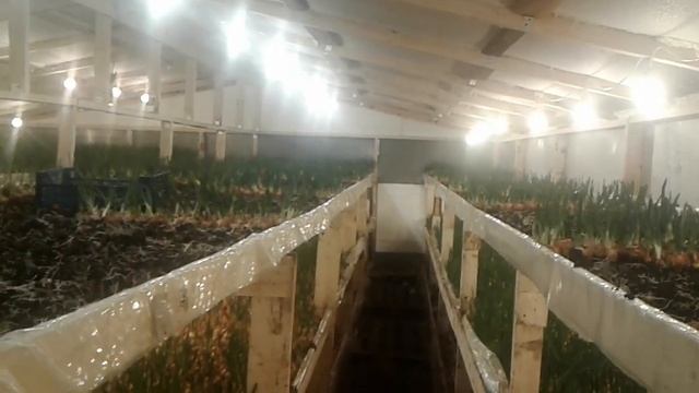 Самое интересное о выгонке лука на перо. ЦИФРЫ. Уборка лука на перо. Итоги. Недогон лука на перо!! смотреть онлайн