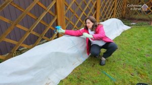 Укрываем розы на зиму