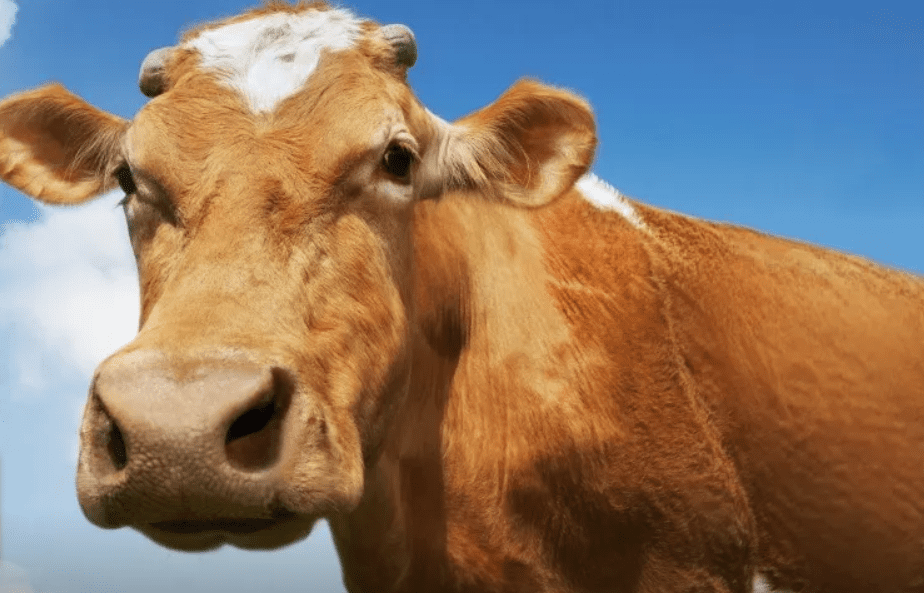 Корова напала на пенсионерку в Хабаровском крае