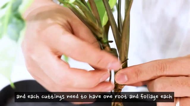 How to grow Syngonium Three kings and Propagate | Syngonium Three Kings care tips смотреть онлайн