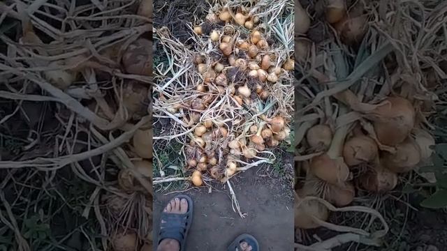 14 июля 2020 г. Продолжение видео . Лук - Кенди смотреть онлайн