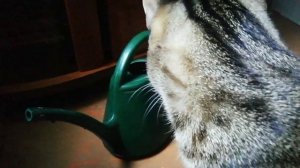 Как правильно поливать Авокадо