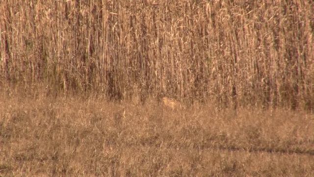 TARABUSO NATALE 2013 BOTAURUS STELLARIS смотреть онлайн