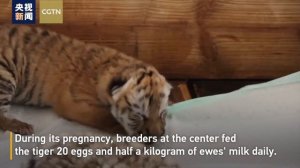 Siberian tiger gives birth to adorable quadruplets in NE China