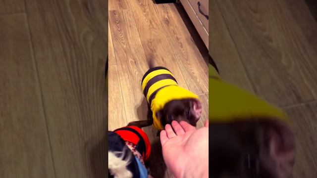 Чихуахуа щенки 😍👍🐶🐶❤️🎄✅Чихуахуа мини🐶чихуахуа продажа ❤️чихуахуа шоколадный 🍫чихуахуа микро