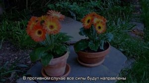 Гербера комнатная — уход в домашних условиях