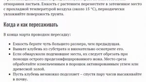 Аморфофаллус Уход в домашних условиях Как сохранить клубни на зиму