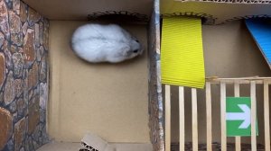 ?Awesome Hamster Maze with Traps. Hamster Ball pool Maze