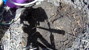 ПОСАДКА КАРТОФЕЛЯ 2 СПОСОБАМИ . СОРТА САРПО МИРО И ШАРВАРИ ПИРОЖКА .