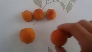 Чем отличается абрикос от урюка.webm
