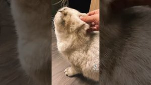 Почему нельзя брать за шкирку взрослую кошку