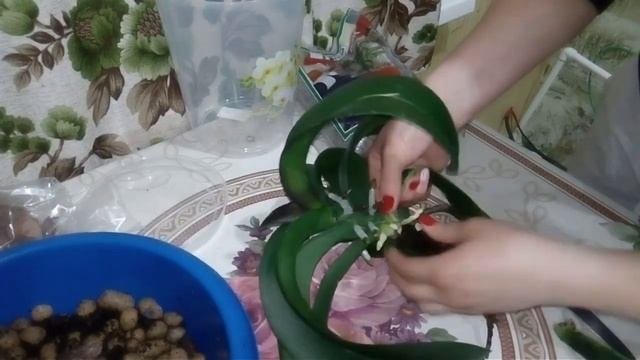 #омоложение_орхидеи_делением_куста