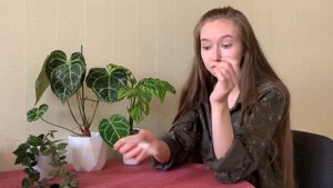 Паутинный клещ на комнатных растениях. Какими препаратами бороться?