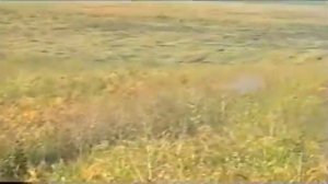 Охота с ястребом.