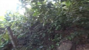 ДИКИЕ ЖИВОТНЫЕ. Унаватуна – первые впечатления. Достопримечательности Шри Ланки