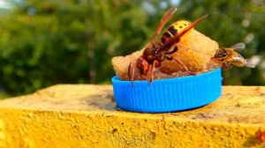 Шершень и пчелы