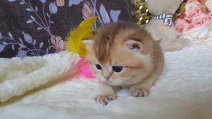 Британский котенок ,окрас  золотой тикированный