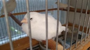 Прикорм для птенцов канареек